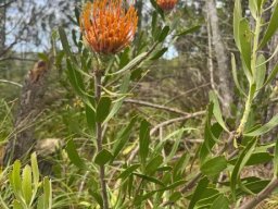 Leucospermum cuneiforme leaves